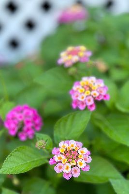 Dainty Blooms #1 of 2