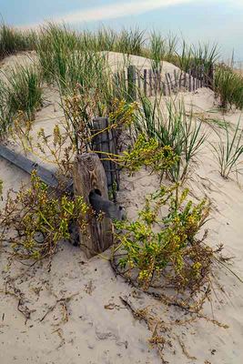 A Touch of Autumn on the Dunes