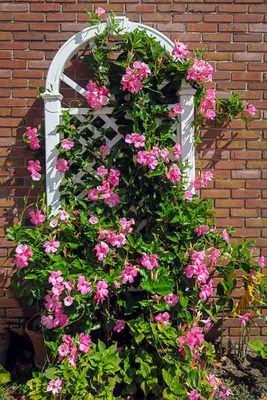 Late Summer Pink Trellis