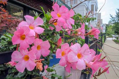 Sidewalk Blooms