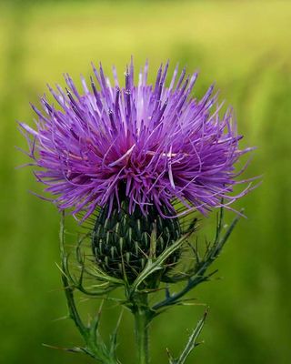 Thistle at Valley Forge National Park