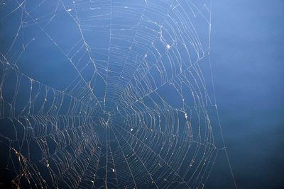 Spider Web Near Sunset
