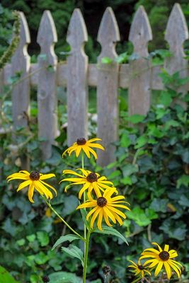 Late Summer Blooms #2 of 2