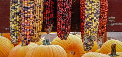 Indian Corn and Pumpkins