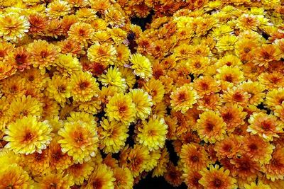 Golden Mums