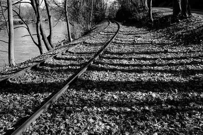 Tracks and Trees