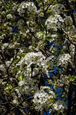 The Bradford Pears at Peaking! (#1 of 3)