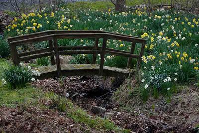 Footbridge and Daffodils