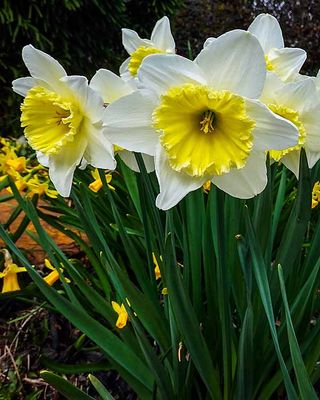 Its Daffodil Season #1 of 8