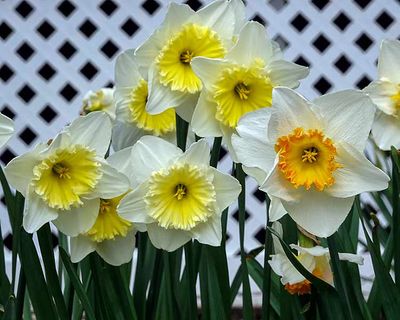 Its Daffodil Season #2 of 8