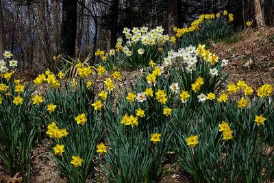 Its Daffodil Season #3 of 8