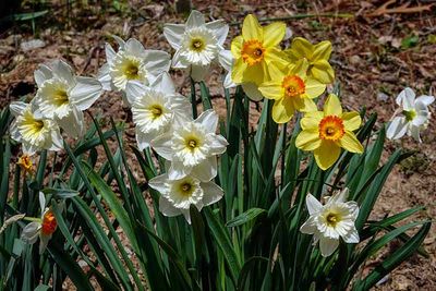 Its Daffodil Season #4 of 8