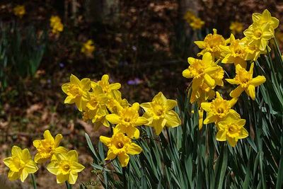 Its Daffodil Season #5 of 8