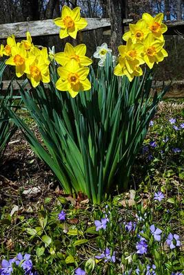 Its Daffodil Season #6 of 8
