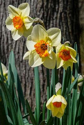 Its Daffodil Season #7 of 8
