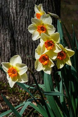 Its Daffodil Season #8 of 8