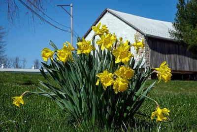Country Daffodils