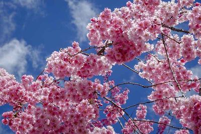  Weeping Cherry and Blue Skies