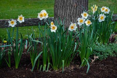 A Chorus Line of Daffodils
