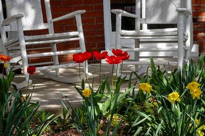 Front Porch Tulips