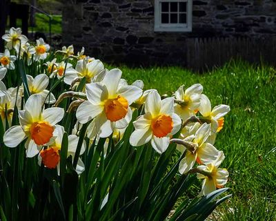 Daffodils at the John Chadd House