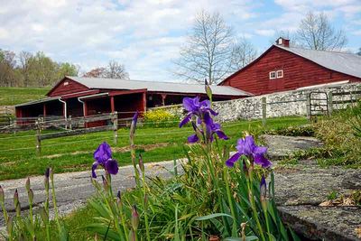 Irises at Allerton Farm