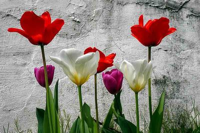 Stucco and Tulips