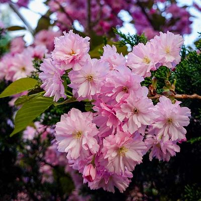 Japanese Cherry Tree Blooms