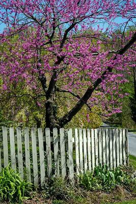 Red Bud & Picket Fence