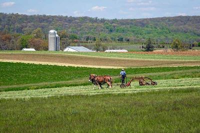 Amish Working the Fields
