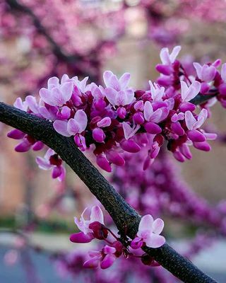 Red Bud Blooms