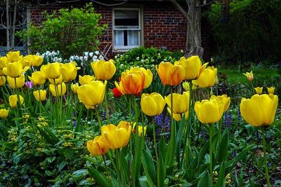 Backyard Tulips