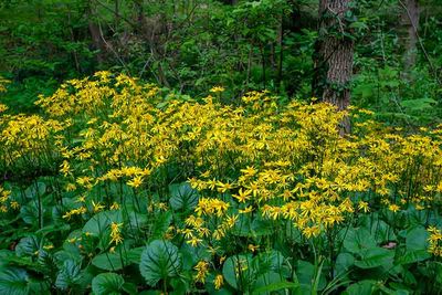 Spring in Everhart Park #2 of 5