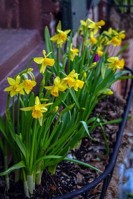 DSC02937-ps.jpg