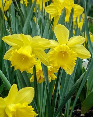 DSC02959-ps.jpg