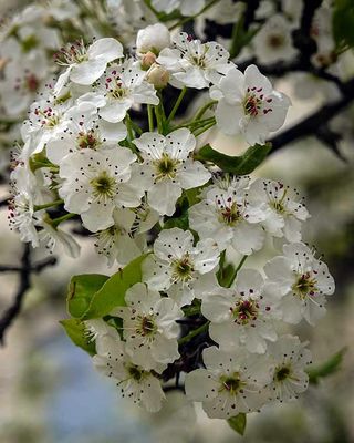 DSC02961-ps.jpg