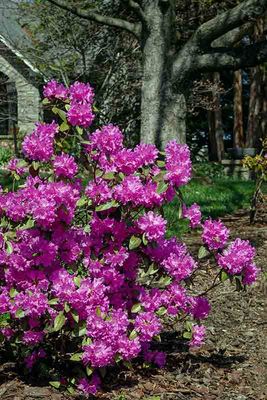 DSC02979-ps.jpg