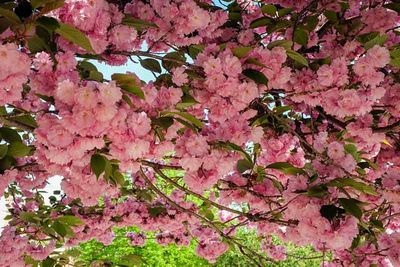 DSCF9359-ps.jpg