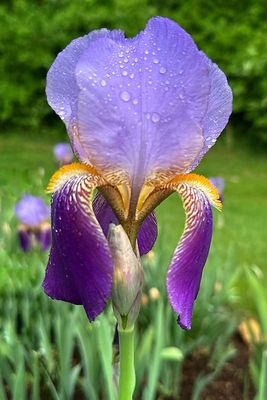 IMG_8794-ps.jpg