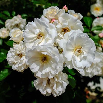 DSCF9374-sq.jpg