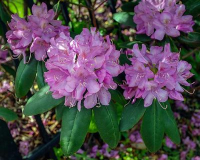 DSCF9393-ps.jpg