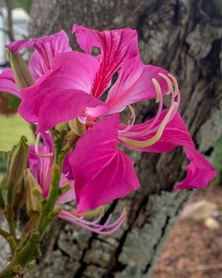 DSCF9271-ps.jpg