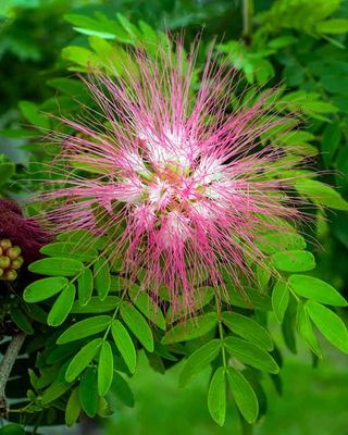 DSCF9276-ps.jpg