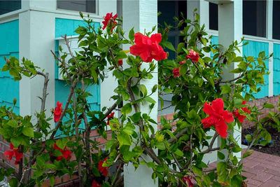 DSCF9311-ps.jpg