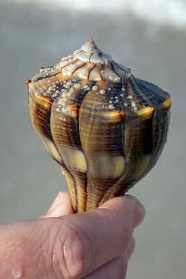 DSC02783-ps.jpg