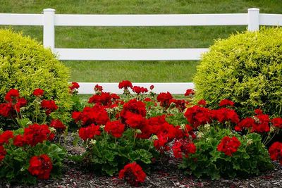  Summertime Fence Line