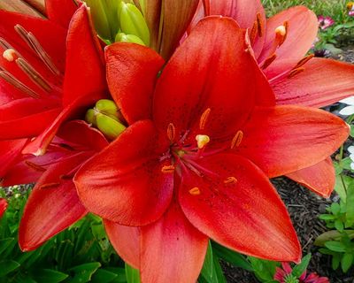  Luscious Lily