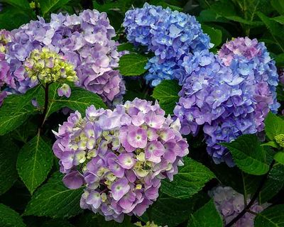 DSC03244-ps.jpg