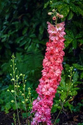 DSC03245-ps.jpg