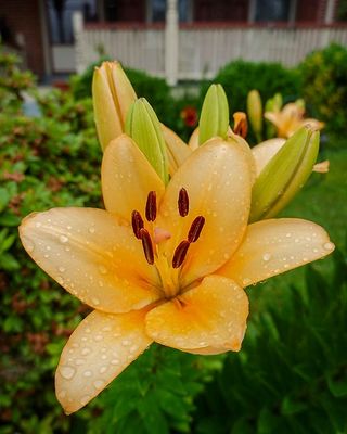 DSC03246-ps.jpg